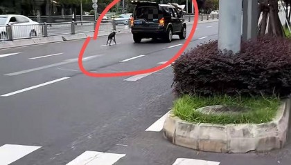 成都街头有人边开车边“遛狗” 拍摄者:事发主干道,担心带来交通隐患