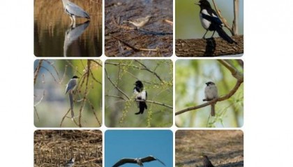 演员李现晒出多张“打鸟”图，网友：是被演员耽误的摄影师