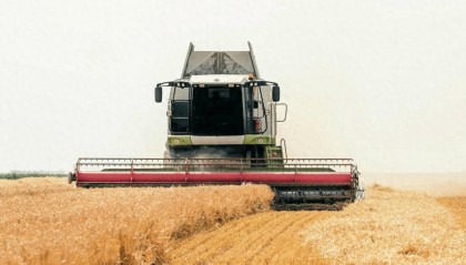 小麦价格要涨了!农敢网小麦最新价格行情