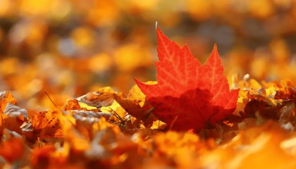 认沽期权如何购买?