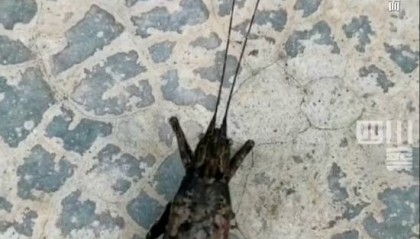 有人家中出现“巨型蟑螂”?网友:房子给它了