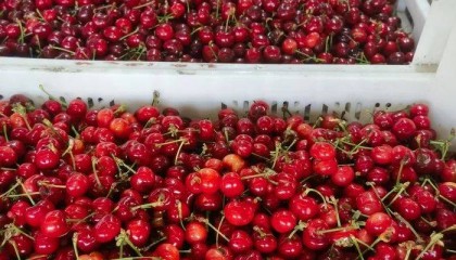 济南市场上樱桃大量上市,今年价格便宜了