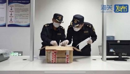 生性凶猛集体作战繁殖能力强,979只野蛮收获蚁入境被海关查获