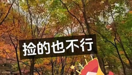 辽宁一景区禁止游客捡枫叶,手持枫叶也不行,工作人员:为保护自然环境