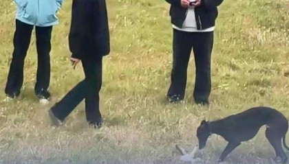 安徽蚌埠三男子在公共场合放烈性犬虐杀小猫,当地12345回应:公安已经立案调查