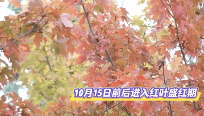 北京将迎新一轮秋雨,赏红期预告来了!