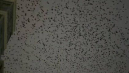 河北等多地天空现密集鸟群，网友担心是灾害预兆，当地称未收到相关预警，专家解读