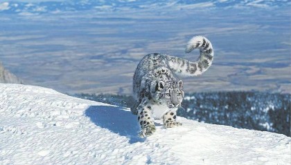 男子猎杀雪豹并剥皮加工,两月后又猎杀北山羊食用 涉案价值55万元,获刑5年