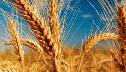 推动农业增产技术革命,他们被誉为种子之父、肥料之父、增产药之父