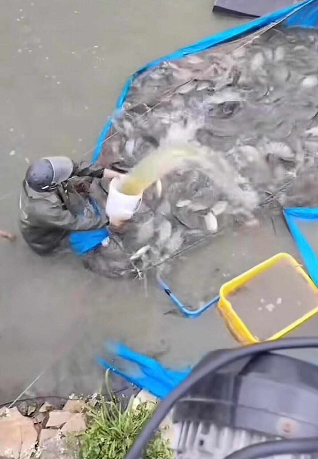 水产市场“麻醉鱼”调查 目前国内尚未明确产品残留剂量标准